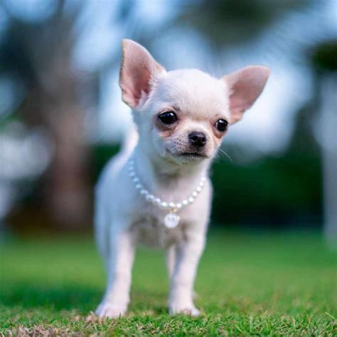 Do Teacup Chihuahuas Shed