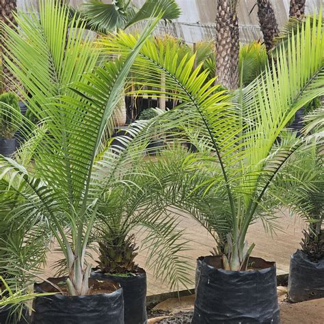 Majesty Palm (Ravenea rivularis) | Jagtap Nursery Wholesale