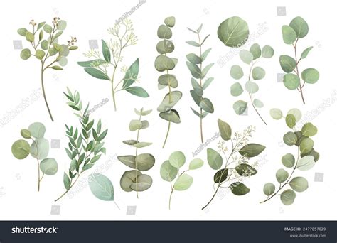 Watercolor Green Eucalyptus Leaves Illustration Set Stock Illustration 2477857629 | Shutterstock