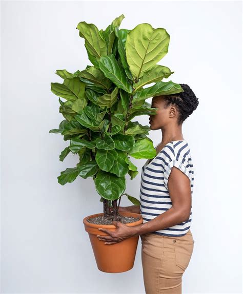 Buy Large, Potted Fiddle Leaf Fig Indoor Plant | Bloomscape
