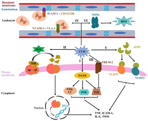 A Study on the Pathogenesis of Vascular Cognitive Impairment and ...