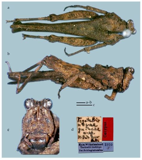 Taxonomy | An Open Access Journal from MDPI