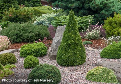 Space Between Plants 的图像结果