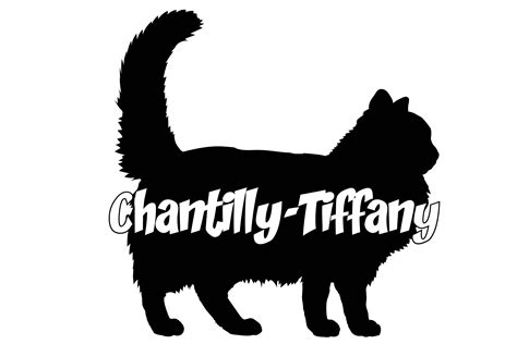 Chantilly Tiffany Cat Silhouette Breeds Graphic by Pony3000 · Creative ...