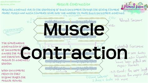 Image result for Muscle Fiber Contraction Experiment
