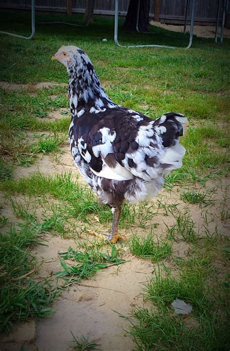 Image result for Mottled Java Chicken