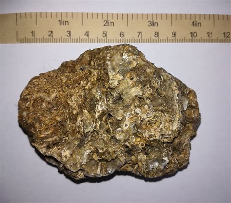 Image result for Sea Shell Fossil