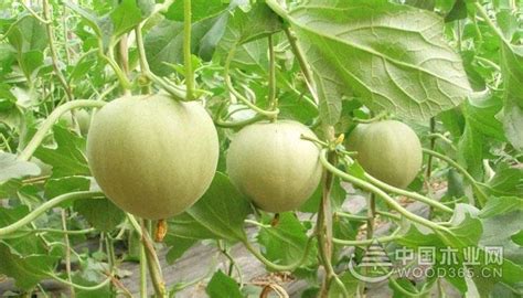 香瓜品种、香瓜品种图片和名称大全 - 甜瓜 - 蛇农网
