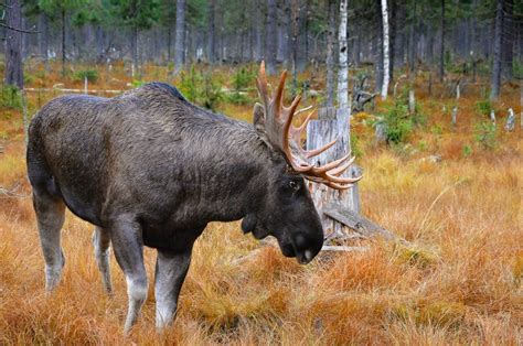 Лось — лесной гигант: 7 особенностей из жизни сохатого