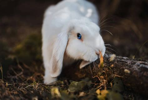 Do Rabbits Lay Eggs? Secret of Rabbit Life
