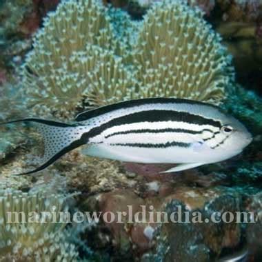 marine reef aquarium setup | salt water aquarium manufacturer ...