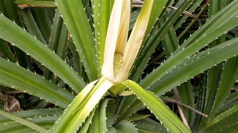 What Is Kewra Water? How To Use In Cooking