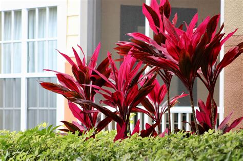 Red Florida Landscape Plants What Is Florida Landscaping Without