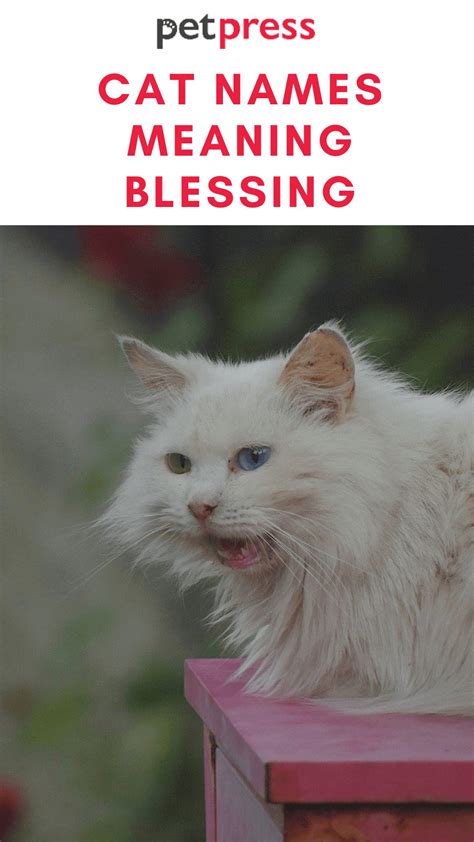 100+ Cat Names Meaning Blessing For Your Cute Feline Friend