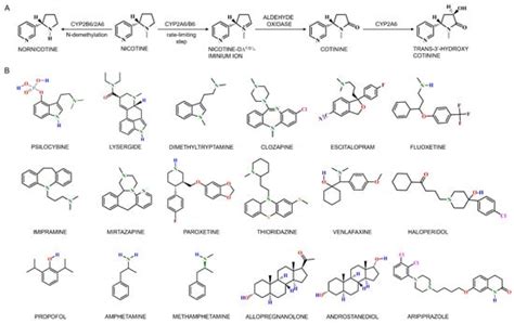 Phase I and Phase II Xenobiotic-Metabolizing Enzymes: Structure ...