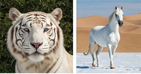 10 beautiful white animals in the world