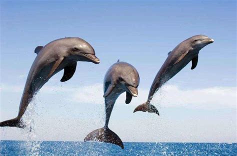 海豚的性格器官是怎么样的（海豚的下面有多大）-临渡百科