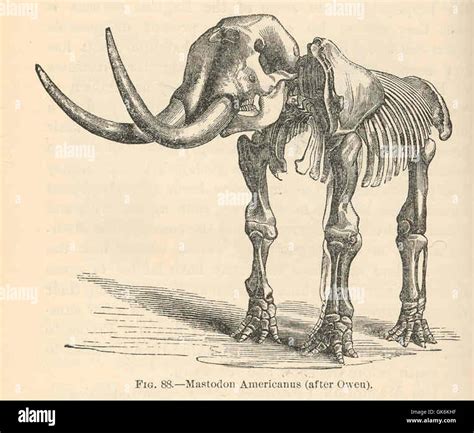 Mastodon Americanus, an extinct species of prehistoric mammal, was a relative of the elephant ...