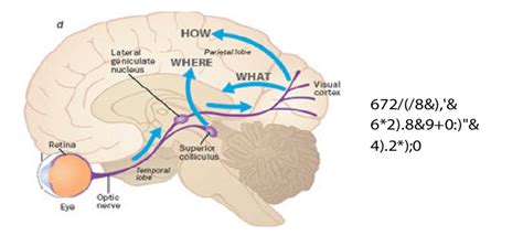 Visual and Auditory Pathways 的图像结果