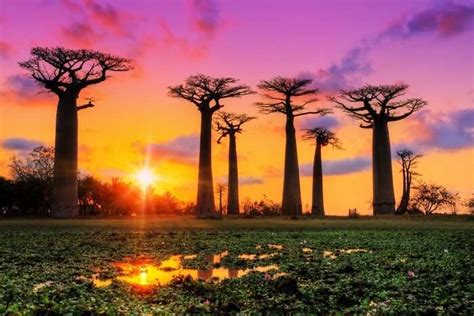Madagascar Island: Know Everything About This Exquisite Island