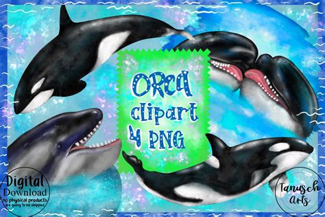 Cute Killer Whale Clip Art