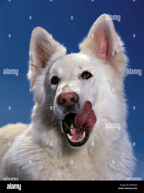 American canadian white shepherd hi-res stock photography and images ...