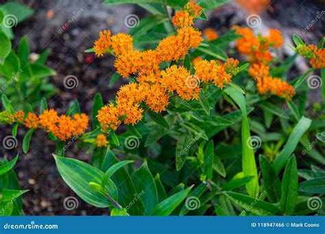 Wide Angle Shot of a Blooming Orange Butterfly Bush Stock Photo - Image ...
