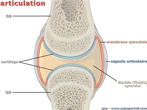 Articulation : définition et explications