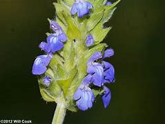 Image result for Big Blue Salvia Seed