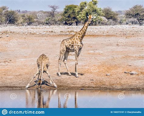 A Thirsty Young Giraffe Drinks Water As Its Mother Stands Nearby. Stock ...