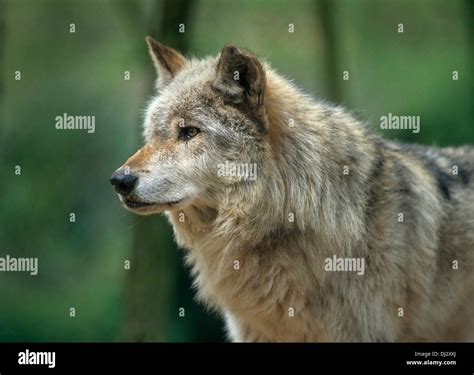 Mackenzie Valley wolf (Canis lupus occidentalis), Canadian timber wolf ...