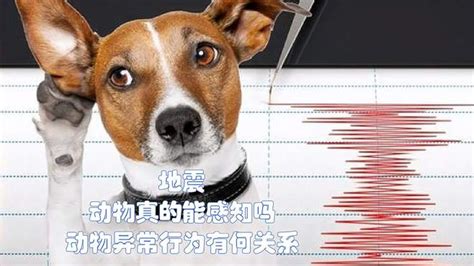 地震来临前，动物们为什么会有预感？_澎湃号·湃客_澎湃新闻-The Paper