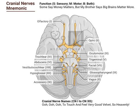 Mnemonic Cranial Nerves : Dirty Surprise – My Endo Consult