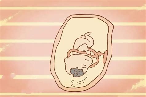 孕周与胎儿大小标准