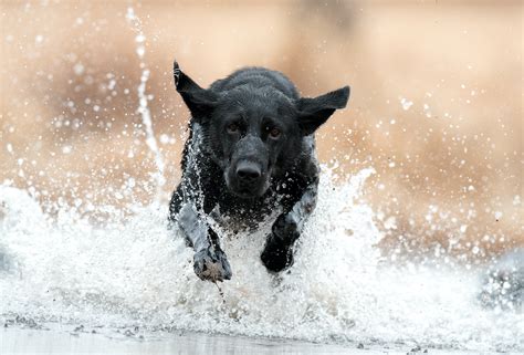 Sporting Dogs 的图像结果