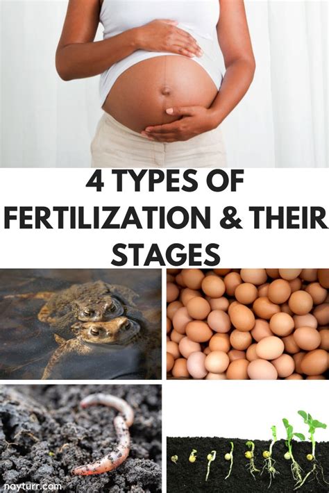 Image result for Fertilisation Types