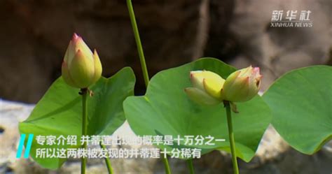 南京玄武湖出现罕见并蒂莲 - YouTube