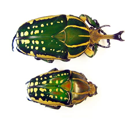 Premium Photo | Green beetles isolated on white, chelorrhyna polyphemus macro close up ...