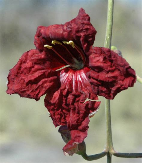 Kigelia africana (Lam.) Benth. | Plants of the World Online | Kew Science