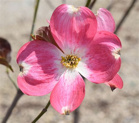 Dogwood Flower Blossom - Free photo on Pixabay - Pixabay
