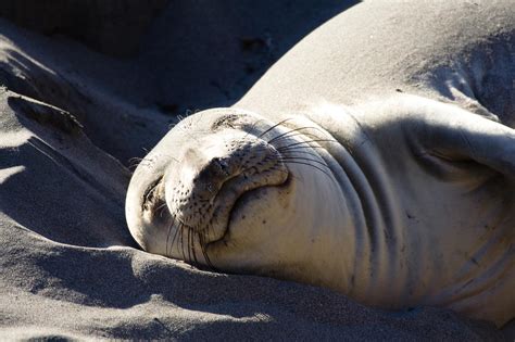 Elephant Seal Dive