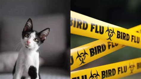 India Reports First H5N1 Bird Flu Cases In Cats; Can It Spread To Humans?