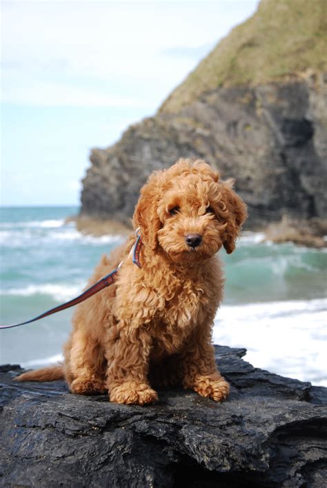 Image result for Cockapoo Dog Puppy