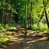 CSR Tree Plantation – Grow Billion Trees