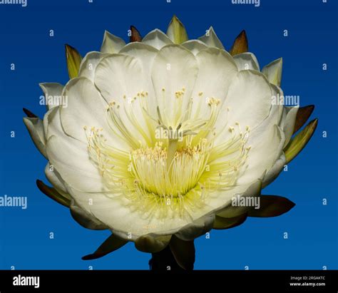 Blooming Cereus Cactus Flower at Night Stock Photo - Alamy