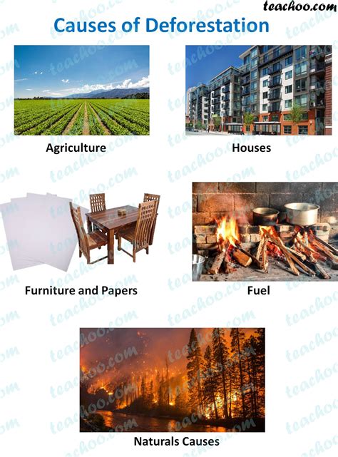 Causes Of Deforestation