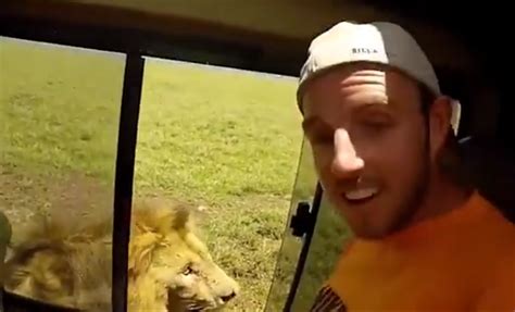 Image result for Terrifying Lion Encounters