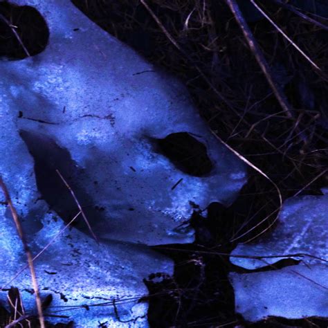 Image result for Ice Creatures