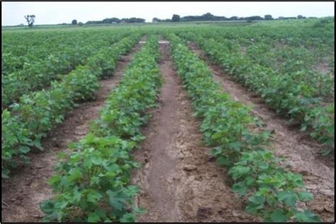 Agro Service Center Management – KVK