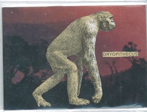 Image result for Dryopithecus